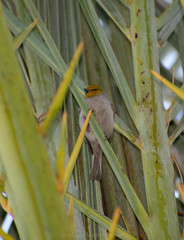 Auriparus flaviceps
