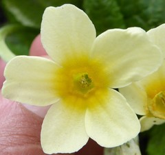 Primula strumosa