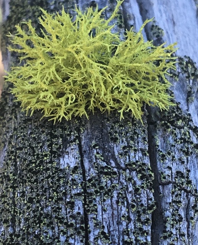 iNaturalist observation photo of wolf lichen