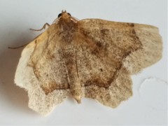 Metarranthis indeclinata