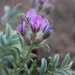 Locoweed - Photo (c) Daba, some rights reserved (CC BY-NC), uploaded by Daba