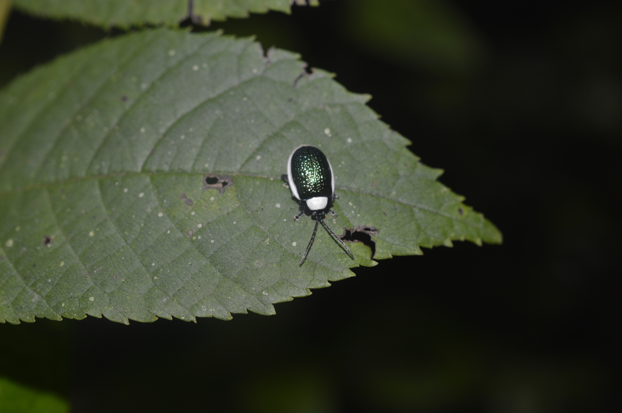 Asphaera image