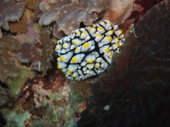 Phyllidia elegans