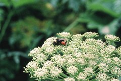 Bombus mckayi