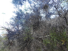 Scutia spicata pauciflora