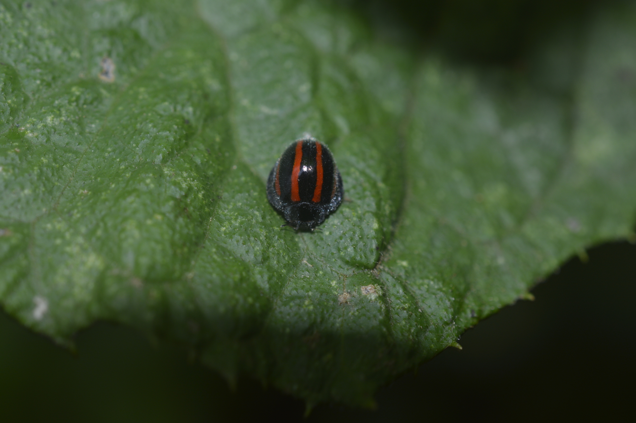 Toxotoma image