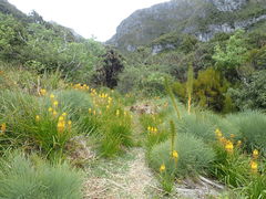 Aciphylla glaucescens