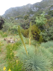 Aciphylla glaucescens