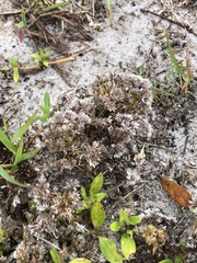 Image of Polycarpaea corymbosa