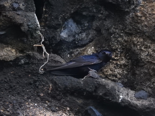 Galapagos Martin (Progne modesta), photo 2