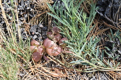 Astragalus chorinensis