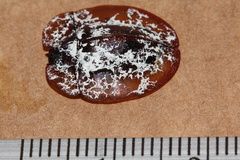 Emcephalus floccosus