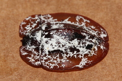 Emcephalus floccosus