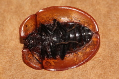 Emcephalus floccosus