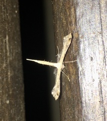 Stenoptilodes sematodactyla