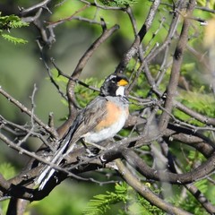 Saltatricula multicolor