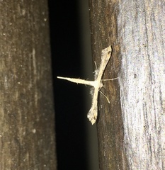 Stenoptilodes sematodactyla