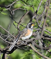 Saltatricula multicolor