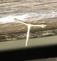 Stenoptilodes sematodactyla