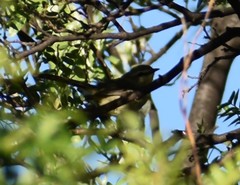 Stigmatura budytoides