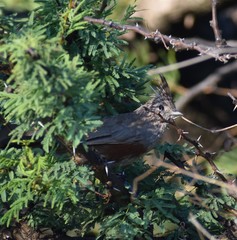 Rhinocrypta lanceolata