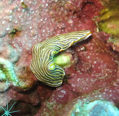 Dermatobranchus striatus