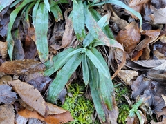 Careyanae