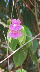 Bignonia corymbosa