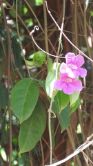 Bignonia corymbosa