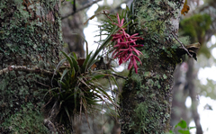 Tillandsia gymnobotrya