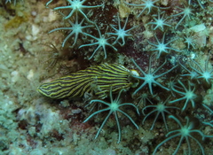 Dermatobranchus striatus