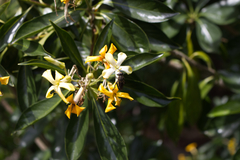 Orthoprosopa bilineata