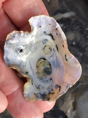 Pododesmus macrochisma