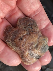 Pododesmus macrochisma