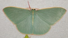 Chlorocoma assimilis