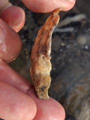 Pododesmus macrochisma