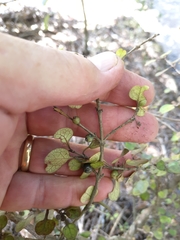 Coprosma spathulata spathulata