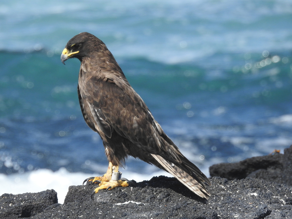 Galapagos Hawk photo