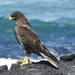 Galápagos Hawk - Photo (c) Tristan Jobin, some rights reserved (CC BY), uploaded by Tristan Jobin