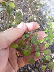 Coprosma spathulata spathulata