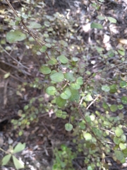 Coprosma spathulata spathulata