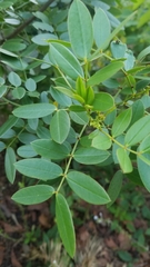 Senna chapmanii