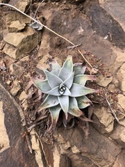 Dudleya cymosa pumila
