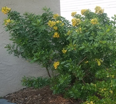Senna chapmanii