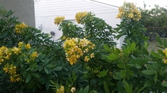 Senna chapmanii