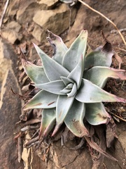 Dudleya cymosa pumila