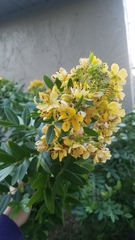 Senna chapmanii