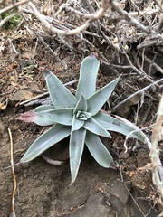 Dudleya cymosa pumila