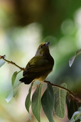 Euphonia