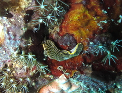 Dermatobranchus striatus